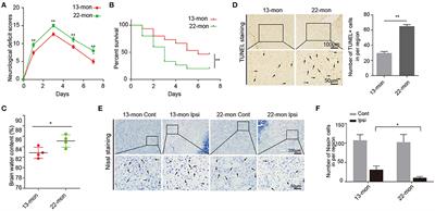 Redistribution of Histone Marks on Inflammatory Genes Associated With Intracerebral Hemorrhage-Induced Acute Brain Injury in Aging Rats